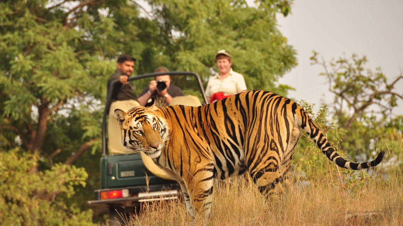 3 Nights 4 Days Jungle Safari