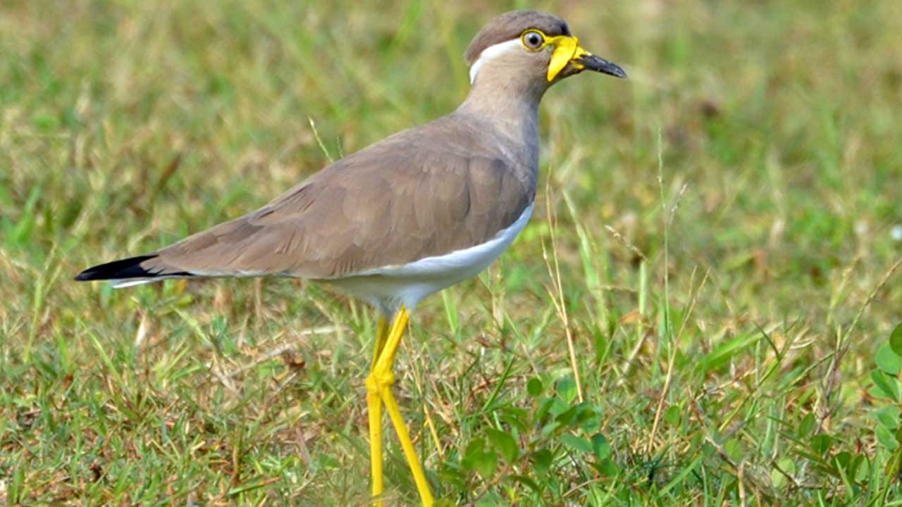 Bird Watching Tour Beside Kathmandu
