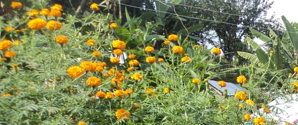 Dashain Festival - Biggest Festival in Nepal