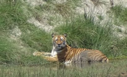Tiger Bardia National Park