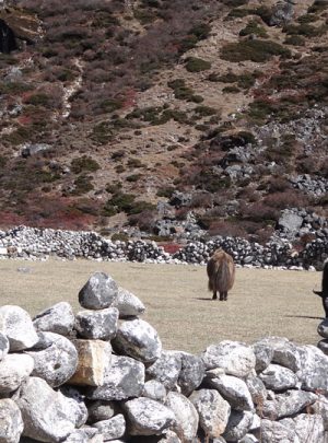 Luxury Everest Base Camp Trekking