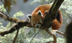 Red Panda at Sagarmartha National Park