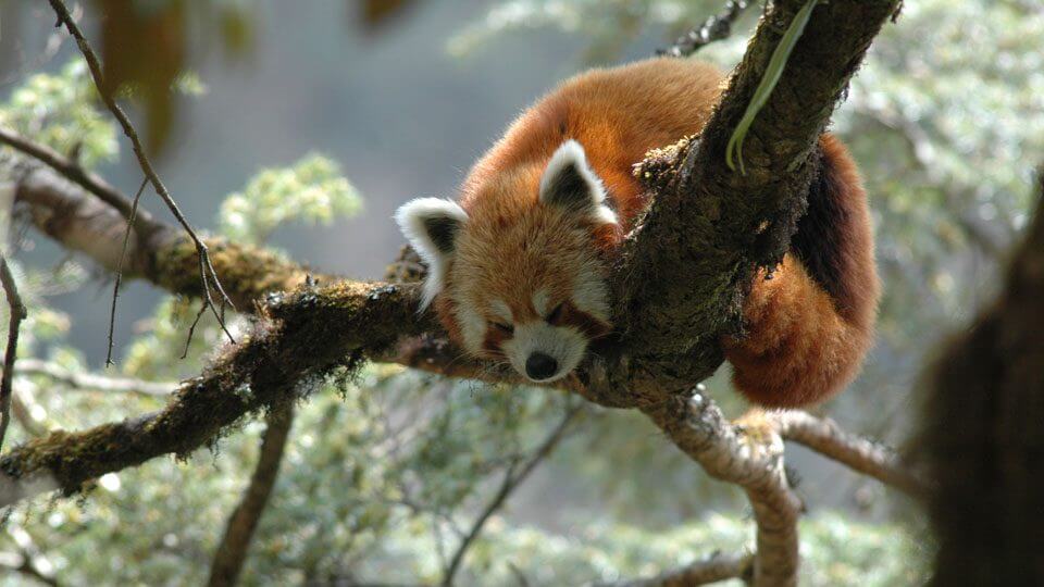 Red Panda at Sagarmartha National Park
