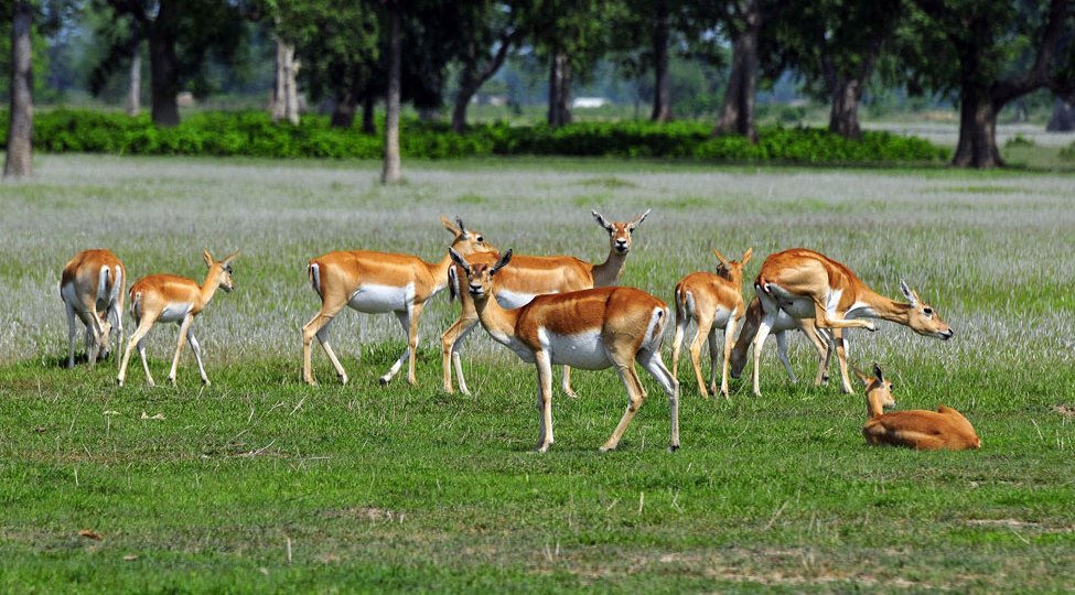 Shuklaphanta National Park