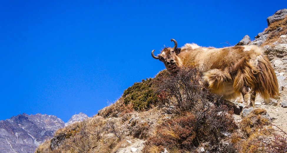 flora and fauna of everest base camp